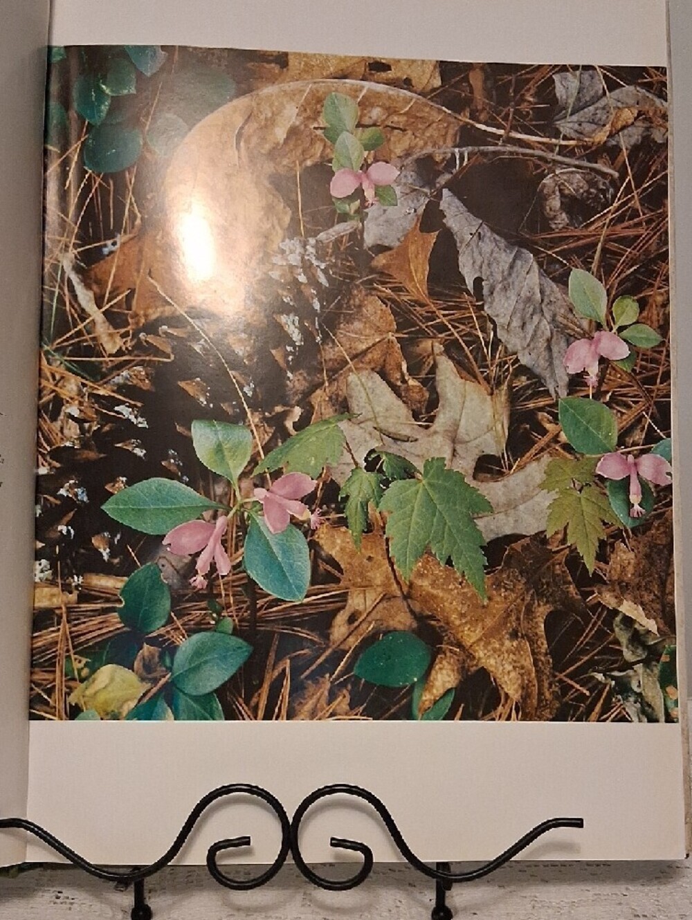 Appalachian Wilderness ⛰️The Great Smoky Mountains 1970 Book - Picture 5 of 12